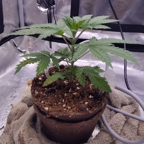 Blue Razzicle 🔵 growlog photo: Transplant Day
