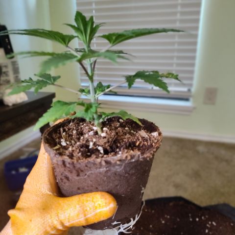 Blue Razzicle 🔵 growlog photo: Transplant Day