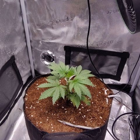 Blue Razzicle 🔵 growlog photo: Transplant Day