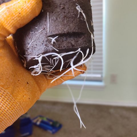 Blue Razzicle 🔵 growlog photo: Transplant Day