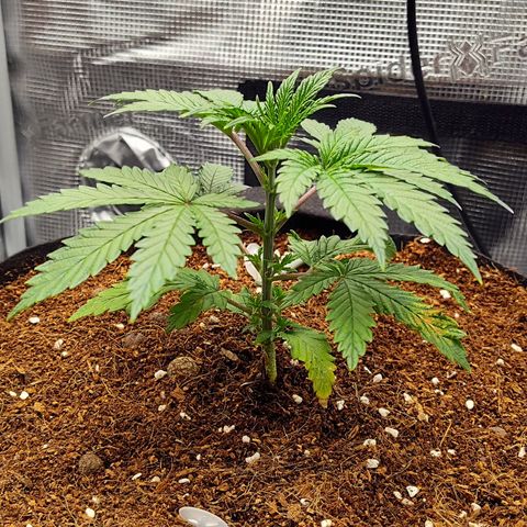 Blue Razzicle 🔵 growlog photo: Transplant Day