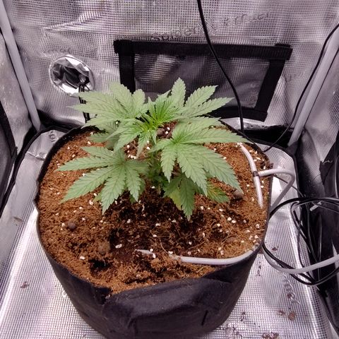 Blue Razzicle 🔵 growlog photo: Day after transplant.  Looks great. Little to no stress. 