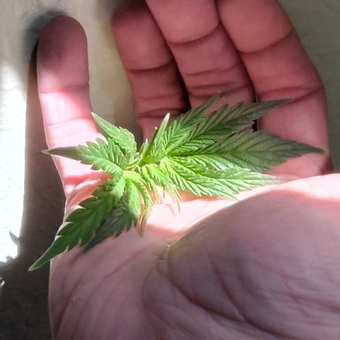 Blue Razzicle 🔵 growlog photo: Topped above 5th nod. 
