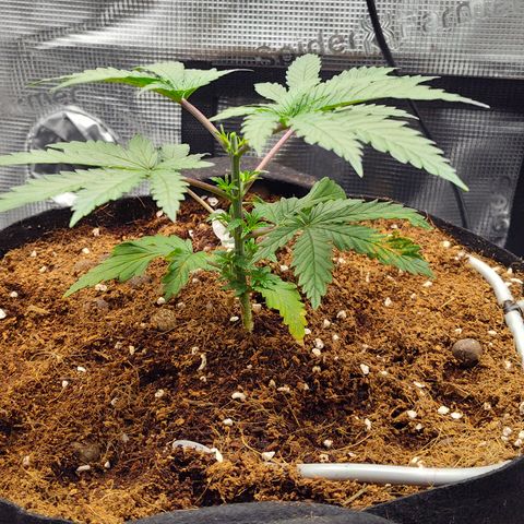 Blue Razzicle 🔵 growlog photo: Topped above 5th nod. 
