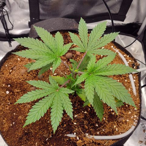 Blue Razzicle 🔵 growlog photo: Topped above 5th nod. 