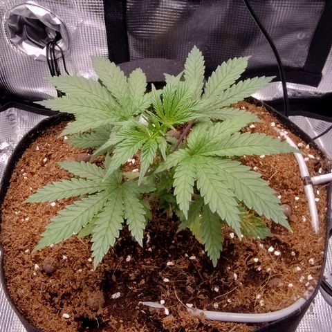 Blue Razzicle 🔵 growlog photo: Topped above 5th nod. 