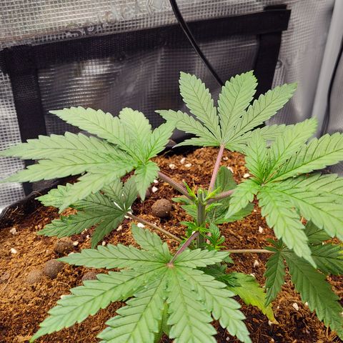 Blue Razzicle 🔵 growlog photo: Topped above 5th nod. 