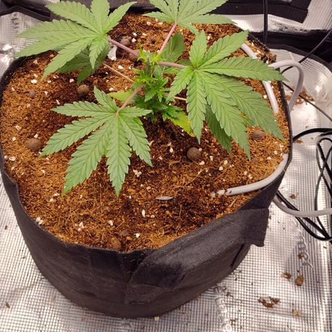 Blue Razzicle 🔵 growlog photo: Day 2 after topping. Watering 15sec 7 hr. 