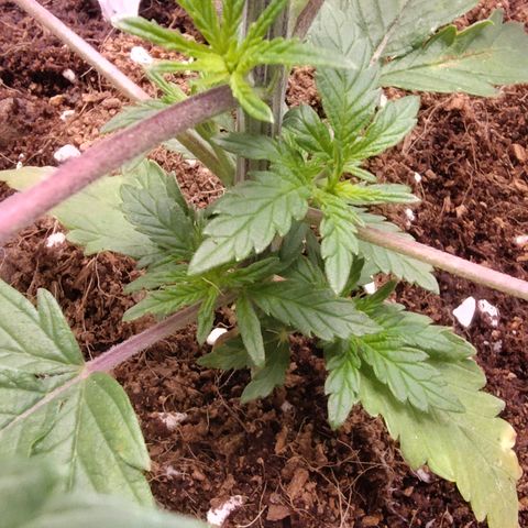 Blue Razzicle 🔵 growlog photo: Day 2 after topping. Watering 15sec 7 hr. 