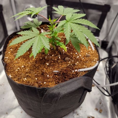 Blue Razzicle 🔵 growlog photo: Day 2 after topping. Watering 15sec 7 hr. 