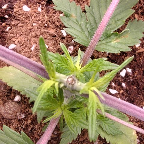Blue Razzicle 🔵 growlog photo: Day 2 after topping. Watering 15sec 7 hr. 