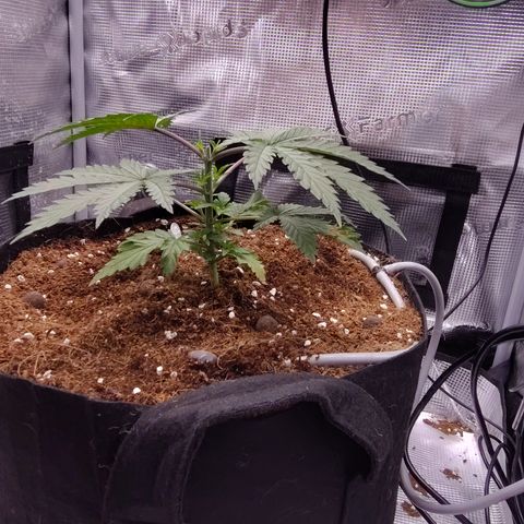 Blue Razzicle 🔵 growlog photo: Day 2 after topping. Watering 15sec 7 hr. 