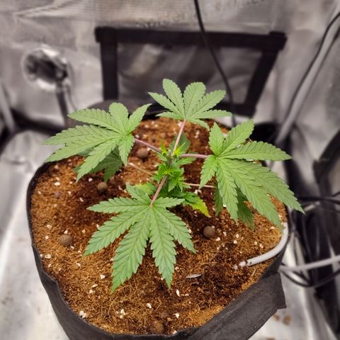 Blue Razzicle 🔵 growlog timeline photo