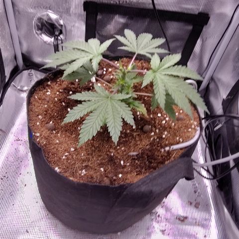 Blue Razzicle 🔵 growlog photo: Day 2 after topping. Watering 15sec 7 hr. 