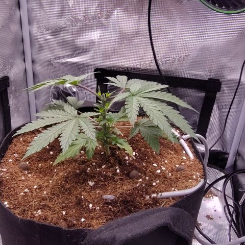 Blue Razzicle 🔵 growlog photo: Day 2 after topping. Watering 15sec 7 hr. 