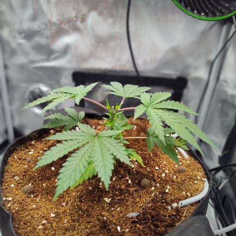 Blue Razzicle 🔵 growlog photo: Day 2 after topping. Watering 15sec 7 hr. 