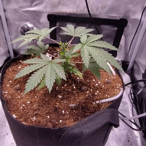 Blue Razzicle 🔵 growlog photo: Day 2 after topping. Watering 15sec 7 hr. 