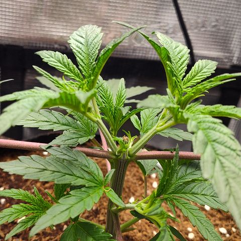Blue Razzicle 🔵 growlog timeline photo