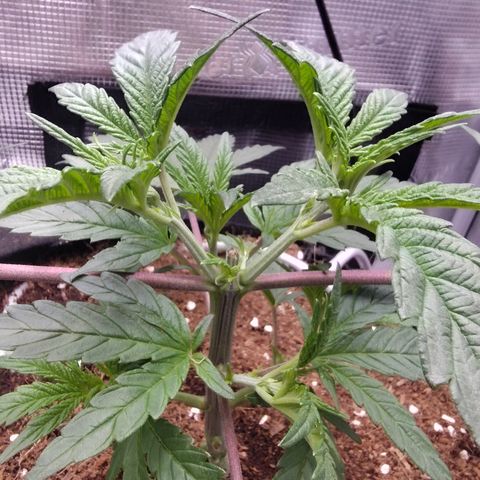 Blue Razzicle 🔵 growlog timeline photo