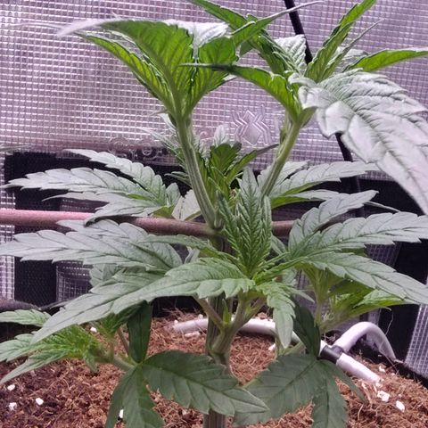 Blue Razzicle 🔵 growlog timeline photo