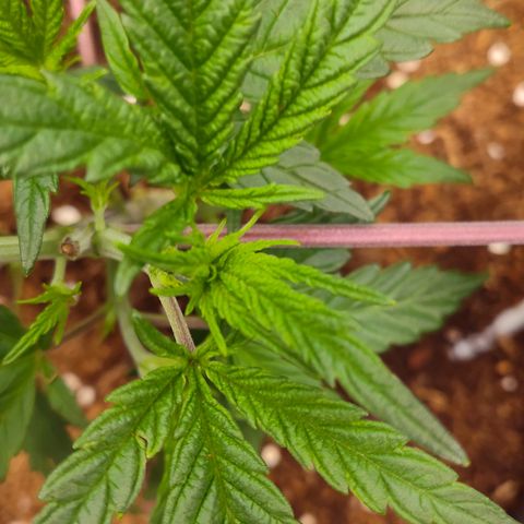 Blue Razzicle 🔵 growlog timeline photo
