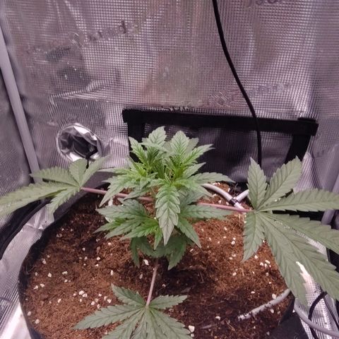 Blue Razzicle 🔵 growlog timeline photo