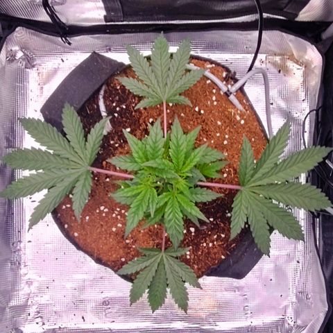Blue Razzicle 🔵 growlog timeline photo