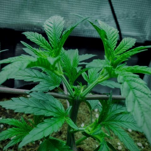 Blue Razzicle 🔵 growlog timeline photo