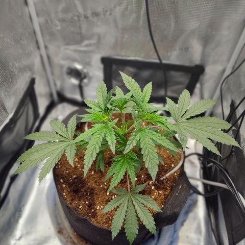 Blue Razzicle 🔵 growlog timeline photo