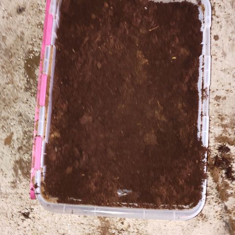 Blue Razzicle 🔵 growlog photo: Coco Coir is so cool to work with. Added hard block of coco coir in bucket added 6 gallons of reverse osmosis with 13 TBS of caliMagic