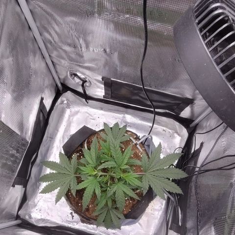 Blue Razzicle 🔵 growlog timeline photo