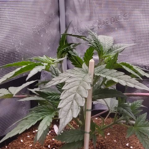 Blue Razzicle 🔵 growlog timeline photo
