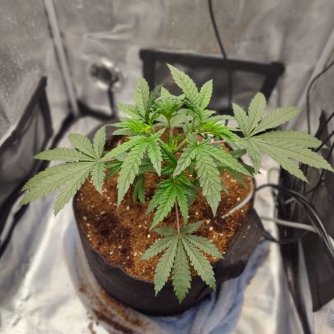 Blue Razzicle 🔵 growlog timeline photo