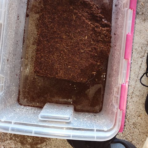Blue Razzicle 🔵 growlog photo: Coco Coir is so cool to work with. Added hard block of coco coir in bucket added 6 gallons of reverse osmosis with 13 TBS of caliMagic