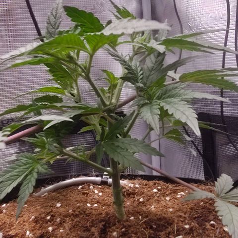 Blue Razzicle 🔵 growlog timeline photo