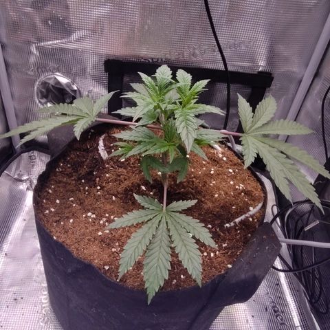 Blue Razzicle 🔵 growlog timeline photo