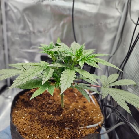 Blue Razzicle 🔵 growlog photo: Trimmed bottom two fan leafs 