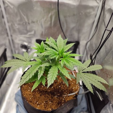 Blue Razzicle 🔵 growlog photo: Trimmed bottom two fan leafs 