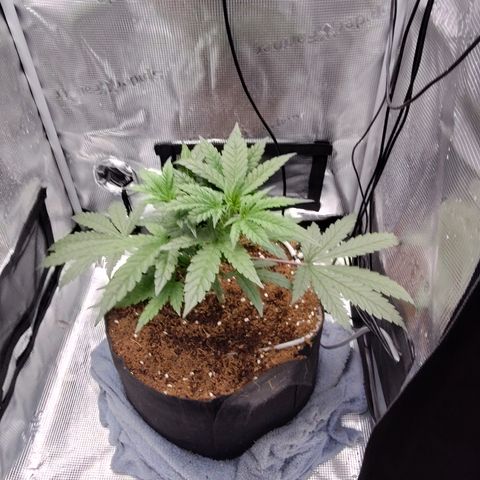 Blue Razzicle 🔵 growlog photo: Trimmed bottom two fan leafs 