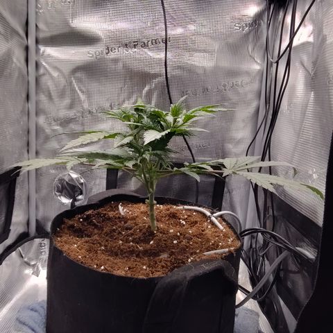 Blue Razzicle 🔵 growlog photo: Trimmed bottom two fan leafs 