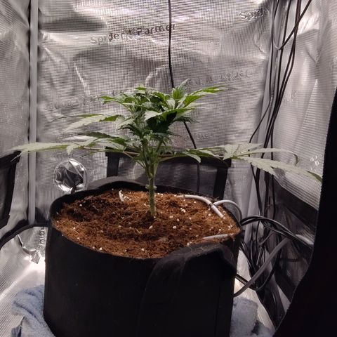 Blue Razzicle 🔵 growlog photo: Trimmed bottom two fan leafs 