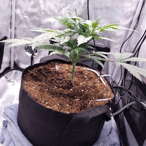 Blue Razzicle 🔵 growlog photo: Trimmed bottom two fan leafs 