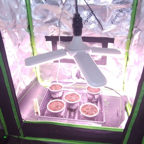 Blue Razzicle 🔵 growlog timeline photo