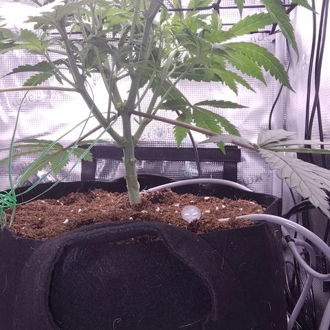 Blue Razzicle 🔵 growlog timeline photo