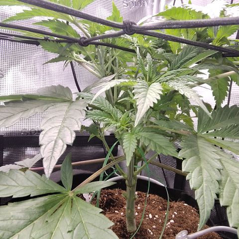 Blue Razzicle 🔵 growlog timeline photo