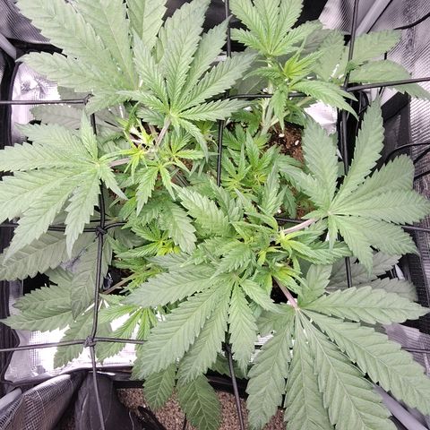 Blue Razzicle 🔵 growlog timeline photo