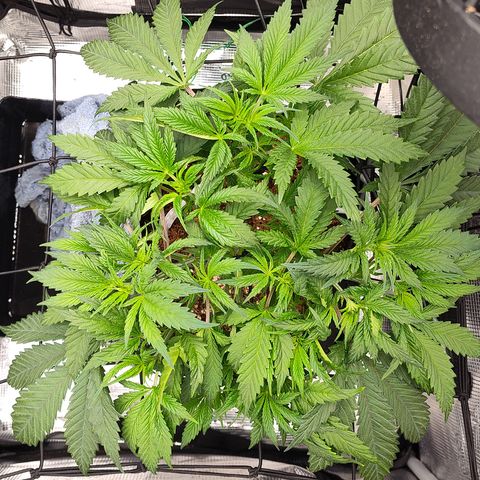 Blue Razzicle 🔵 growlog timeline photo