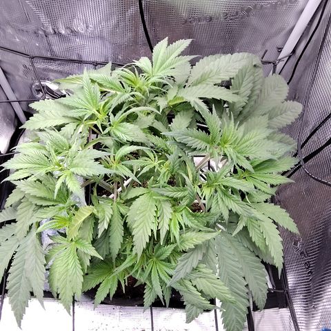 Blue Razzicle 🔵 growlog timeline photo