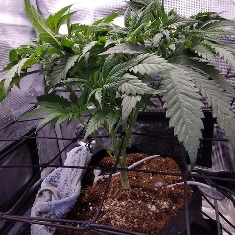 Blue Razzicle 🔵 growlog timeline photo
