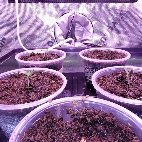 Blue Razzicle 🔵 growlog timeline photo
